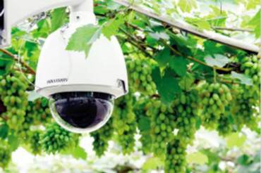 農業果蔬大棚監控無線組網方案 農業果蔬大棚監控無線組網方案