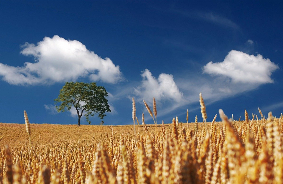 智慧農業和物聯網如何改善農業 智慧農業和物聯網如何改善農業