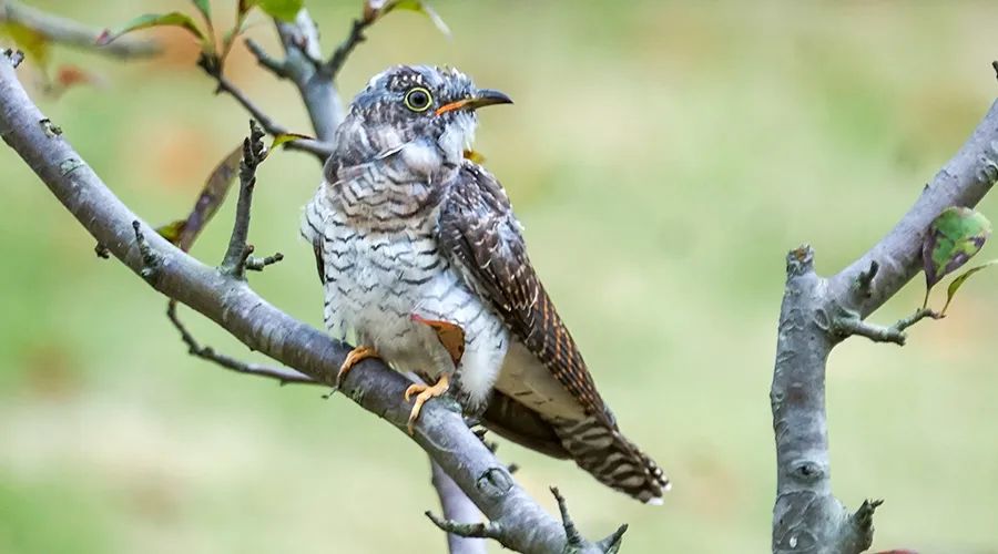 移遠通信物聯網整體解決方案,助力小型鳥類實現全球追蹤 移遠通信物聯網整體解決方案,助力小型鳥類實現全球追蹤
